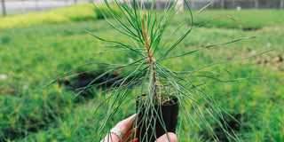 UN ALBERO UN BOSCO UN PIANETA - MAMATREE